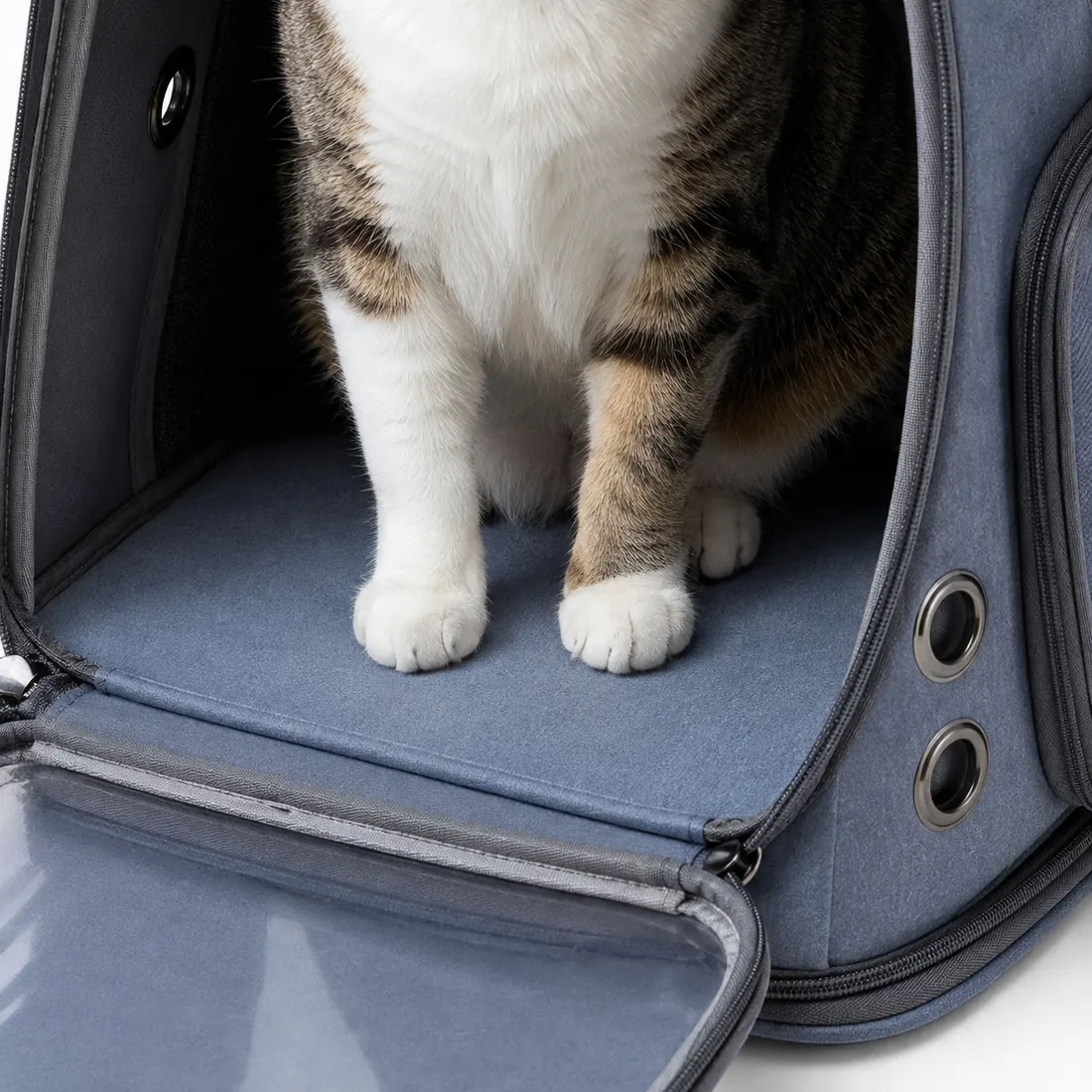 Close-up of a cat standing on the flat rigid base inside a soft carrier
