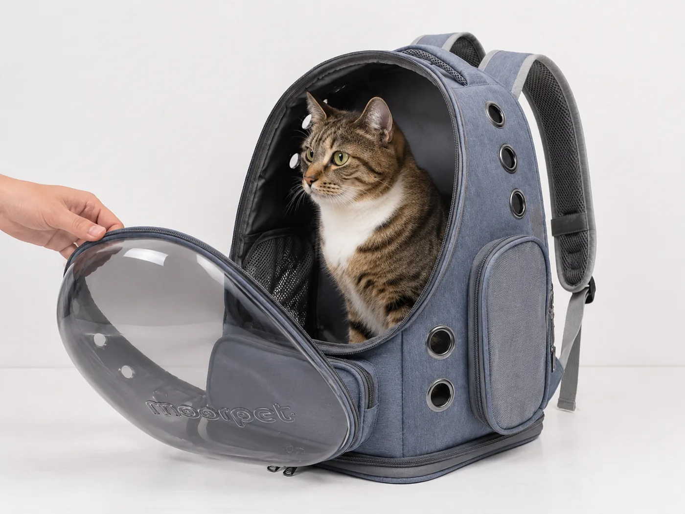 A large tabby cat sitting inside a structured backpack carrier with the clear front open
