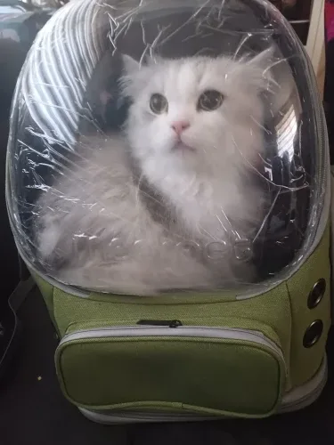 Bubble backpack photographed by a verified buyer
